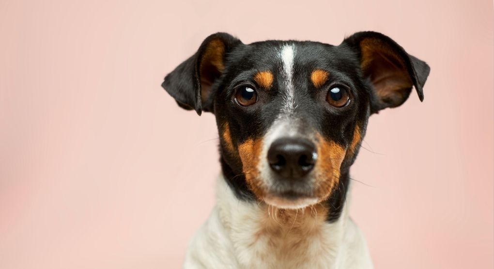 Circuitos para mascotas: Diversión y fortalecimiento del vínculo con nuestros animales