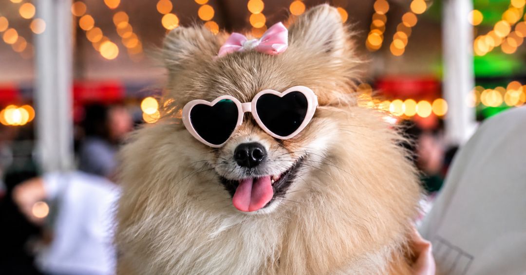 Más de 1800 personas compartieron en familia del Pet Fest 2026