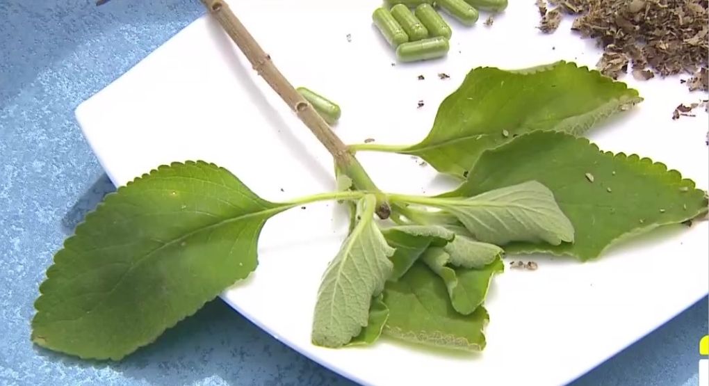 Herbolaria tradicional revela beneficios de las plantas amargas