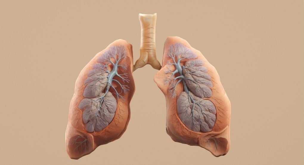 ¿Cuáles problemas pulmonares pueden impactar en el corazón? Doctor lo explica