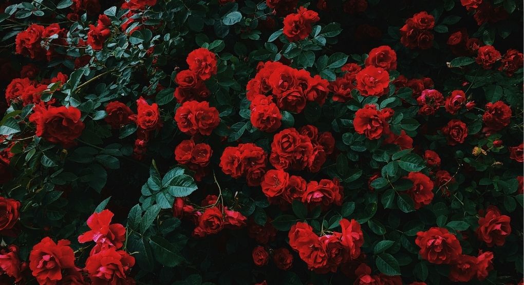 Sembrar rosas en mayo: Beneficios del enraizamiento durante este mes