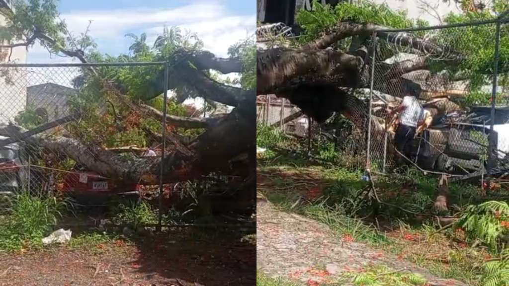 Enorme árbol cae sobre parqueo y aplasta varios carros en La Sabana