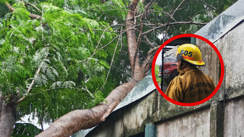 Fotos: Árbol cae sobre una casa y el tendido eléctrico cerca
