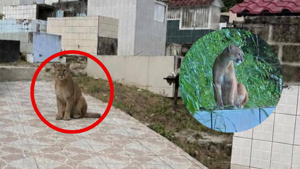 Visita inesperada: Captan puma en cementerio a ple