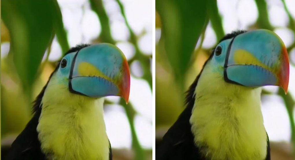 Investigan posible mutación de color en un extraño tucán pico iris