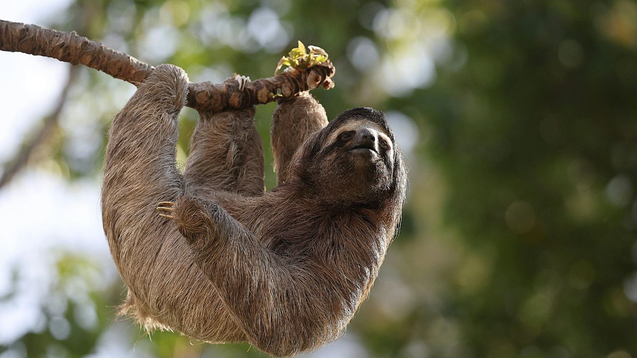Diputados evitaron que proyecto sobre pasos de fauna fuera a