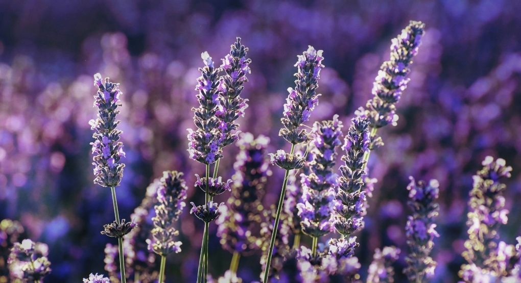 La flor aromática que va mucho más allá de la decoración