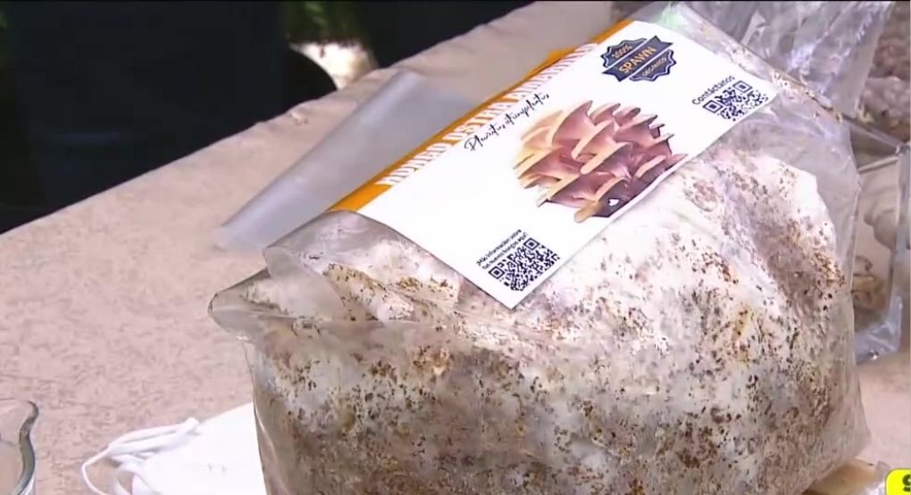Hongos ostra: sabor, nutrición y sorprendentes beneficios