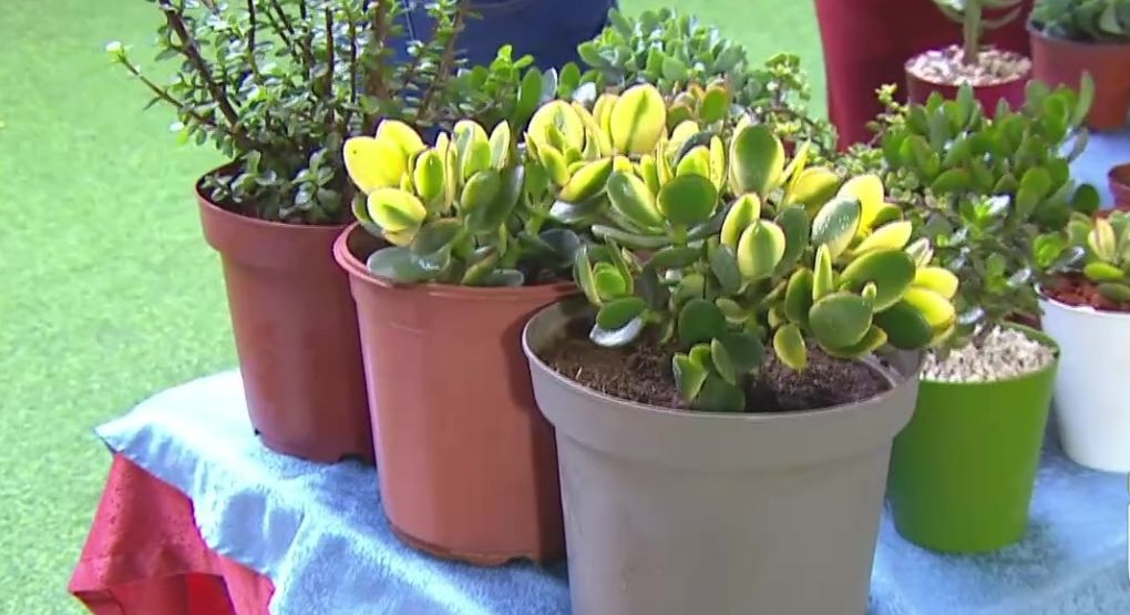 Jardín de jade: belleza, resistencia y poco mantenimiento