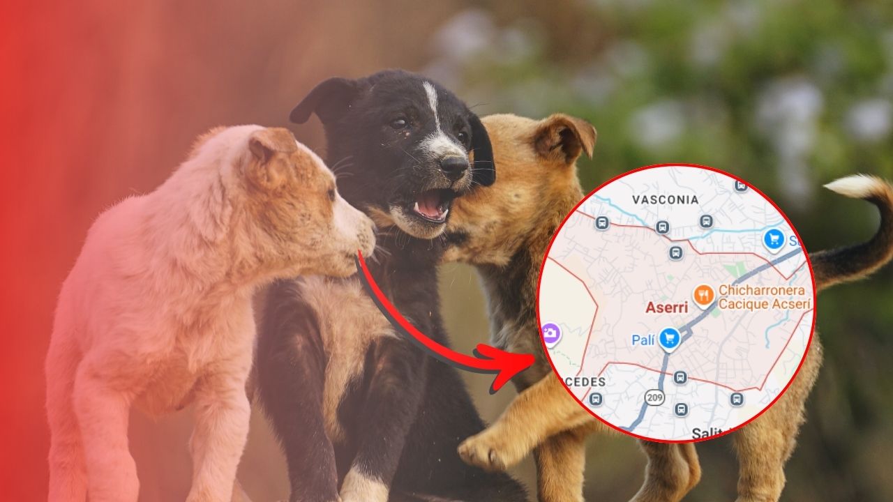 Hallan seis perritos abandonados dentro de un saco en Aserrí
