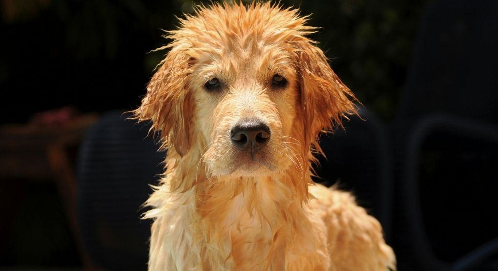 ¿Su perro odia mojarse? Estas soluciones podrían a
