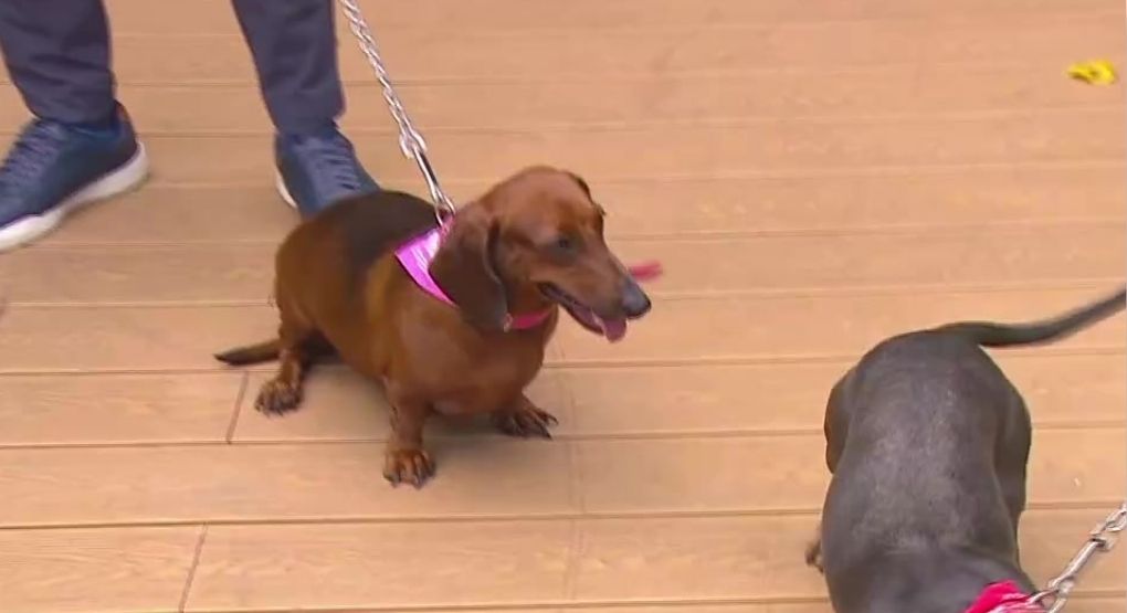Los perros salchicha tendrán su gran día y aquí le contamos todos los detalles